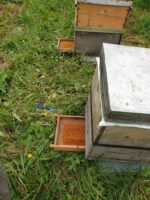 Organik Polen 120 Gr - Görsel 2