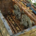 Organik Karakovan Balı - Kutu - Görsel 2